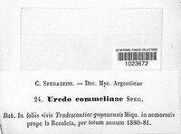 Uromyces spegazzinii image